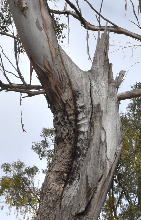 Dead or dying branches, long cracks in branches