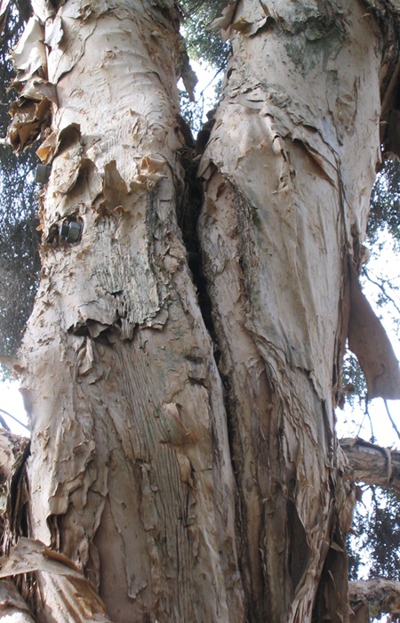 Cracks developing between stems