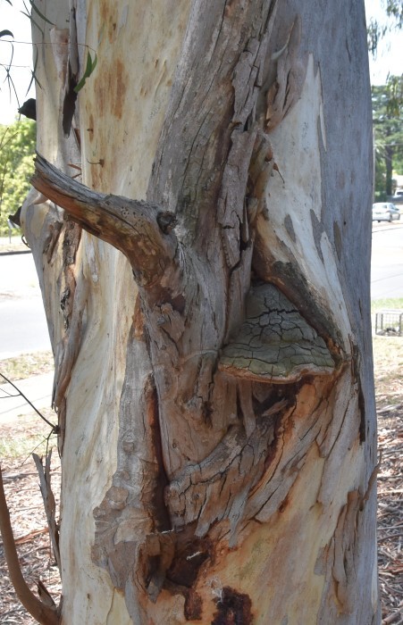 Conks (fungal fruiting bodies) in the stem
