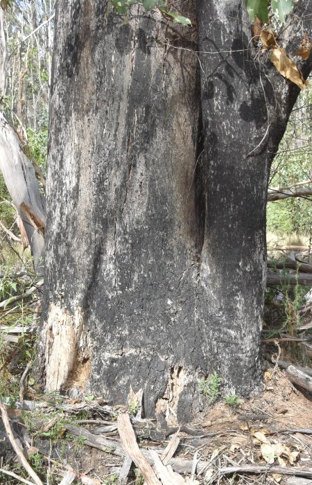 Fungal decay at the base or in the roots