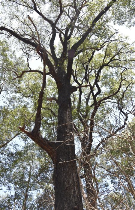 Old over-mature trees, dropping branches