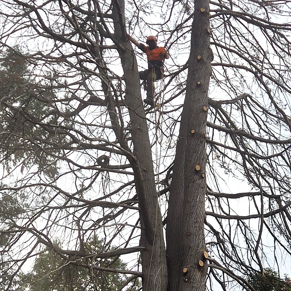 Arborist in tree